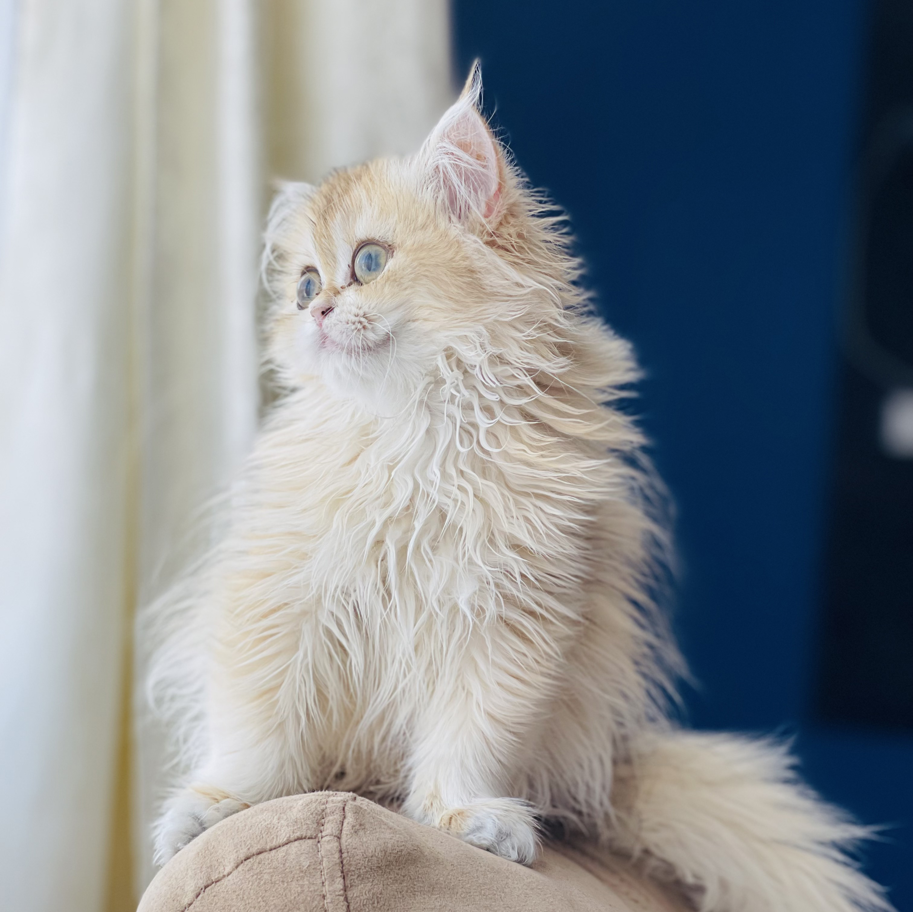 kedim olsa cattery-kedim olsa belle- british longhair